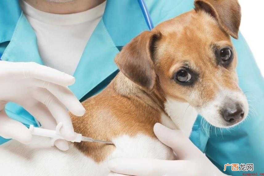 狗狗打针疫苗要注意什么