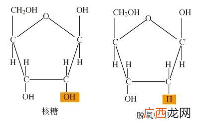脱氧核糖是什么,核糖和脱氧核糖有什么区别？