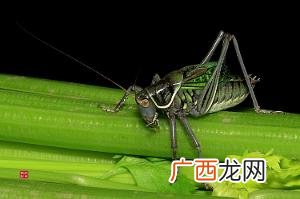 绿色蝈蝈有什么特征,人教绿色蝈蝈阅读题及答案？