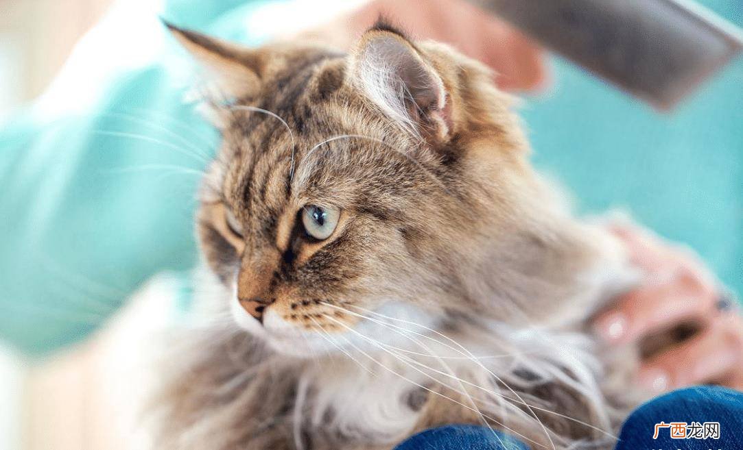 怎么确定猫认主人了,猫咪认人还是认家？