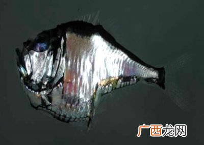 斧头鱼能发光吗,像电灯这样可以自己发光的物体叫什么？