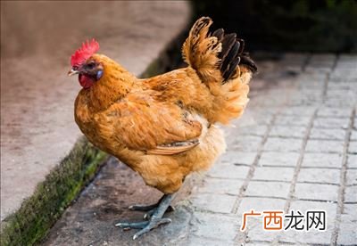 鸭江属于重庆吗,重庆的主要农业类型?