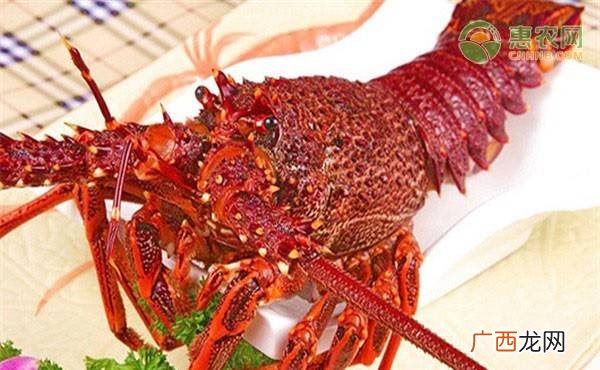 大龙虾有哪些品种,大龙虾分类？