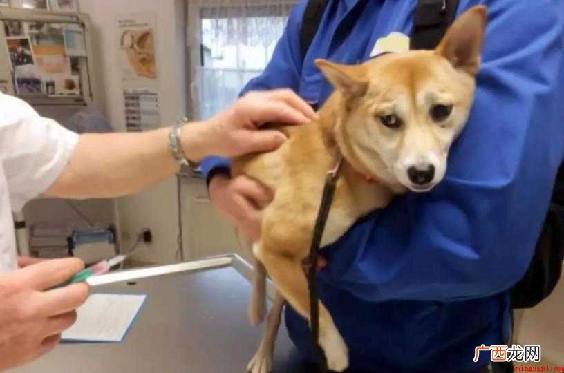 人二倍体细胞狂犬病疫苗为冻干粉针剂 狂犬疫苗什么时候打
