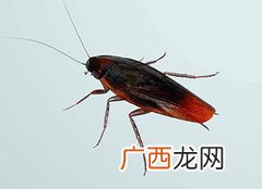 如何防止蟑螂爬到床上,怎么用风油精防止蟑螂爬到床上？
