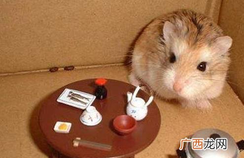 仓鼠窝用什么样的好,仓鼠用散热板还是陶瓷窝？