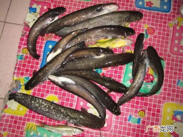 用鸡肝钓鲤鱼可以吗,黄豆面加鸡肝冬天可以钓鱼吗?