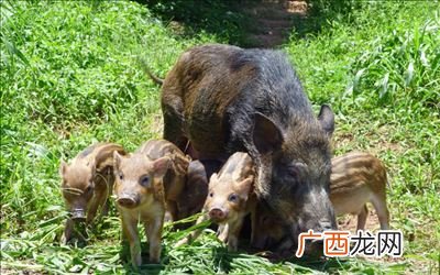 野猪可以捕吗,野猪捕捉时间？