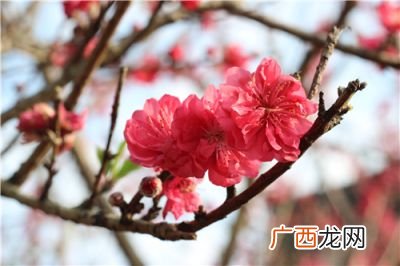 木棉花的花语是什么,木棉花的名字的来历和用途是什么?