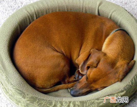 狗狗打呼噜是什么原因,才买回来的阿拉斯加雪橇犬，睡觉时候打呼噜是咋回事？