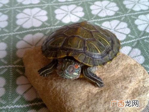 乌龟夏天不吃食了是什么原因,我的小龟为什么突然不吃食了？