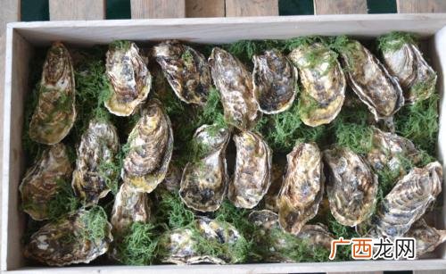 活的生蚝怎么保存会新鲜,活生蚝怎么保存一晚上？