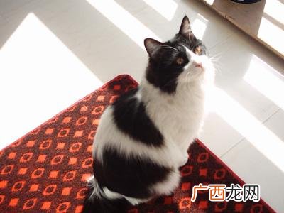 猫几天算一岁,猫咪长到五斤多少时间？