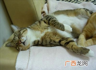猫有没有狂犬病毒,小猫有狂犬病吗？