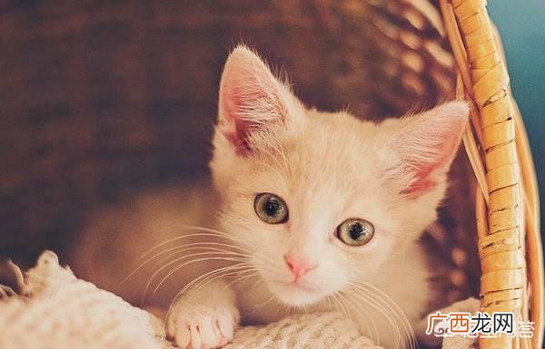 猫有没有狂犬病毒,小猫有狂犬病吗？