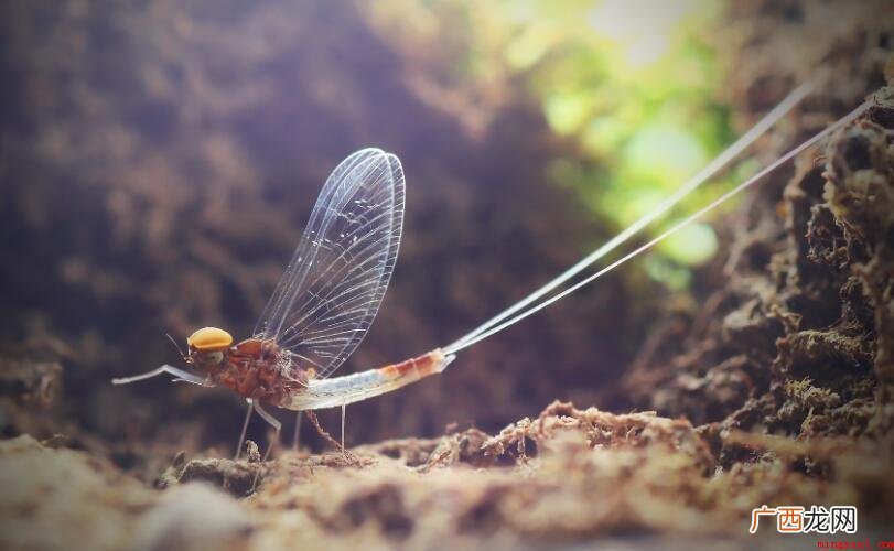 Ephemeroptera蝣是什么动物? 蜉蝣是什么动物