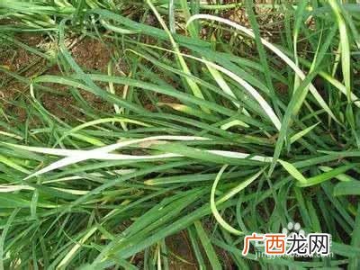 韭菜兰如何养,韭菜兰怎么繁殖快？