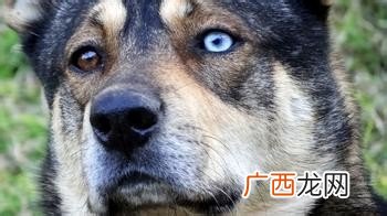 狗狗为什么用爪子刨墙,狗狗为什么老不停的用前爪刨？
