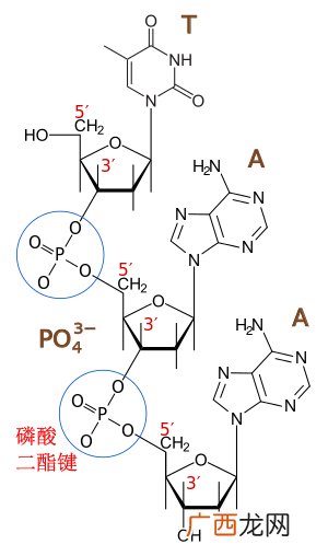 磷酸二酯键和肽键相同处是什么,生物键是什么？