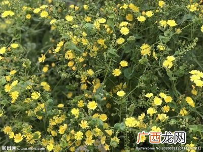 故事的小黄花代表什么,“黄花大闺女”的“黄花”究竟是什么意思？