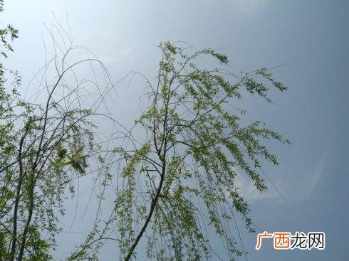 长长的柳枝像什么句子,柳树的柳枝像什么？