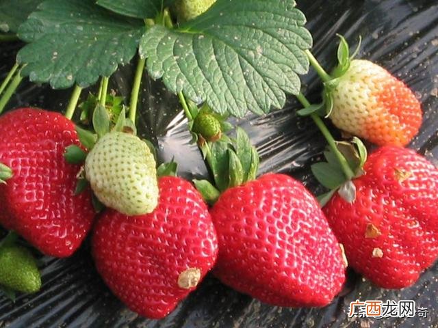 草莓要怎么种植,怎么种植草莓？怎么才能让种子正常发芽？