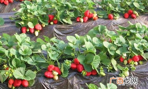 草莓要怎么种植,怎么种植草莓？怎么才能让种子正常发芽？