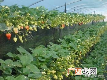 草莓要怎么种植,怎么种植草莓？怎么才能让种子正常发芽？