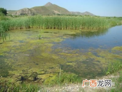 沼泽是如何形成的,沼泽和湿地形成的原因有哪些？
