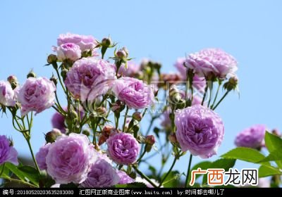 紫色蔷薇花的花语是什么,紫色蔷薇花的花语是什么？