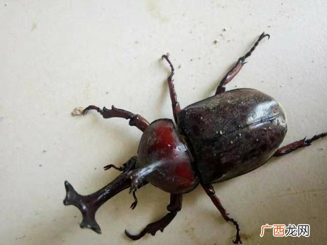 独角仙是什么种类,世界上最贵的独角仙？