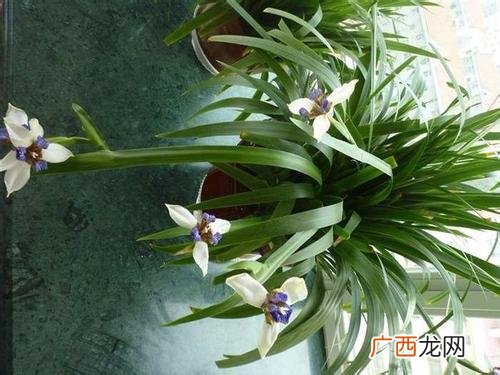 吊兰怎么养才能更旺盛,吊兰怎么养才能开花？