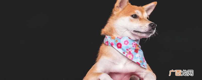 B站doge是什么梗