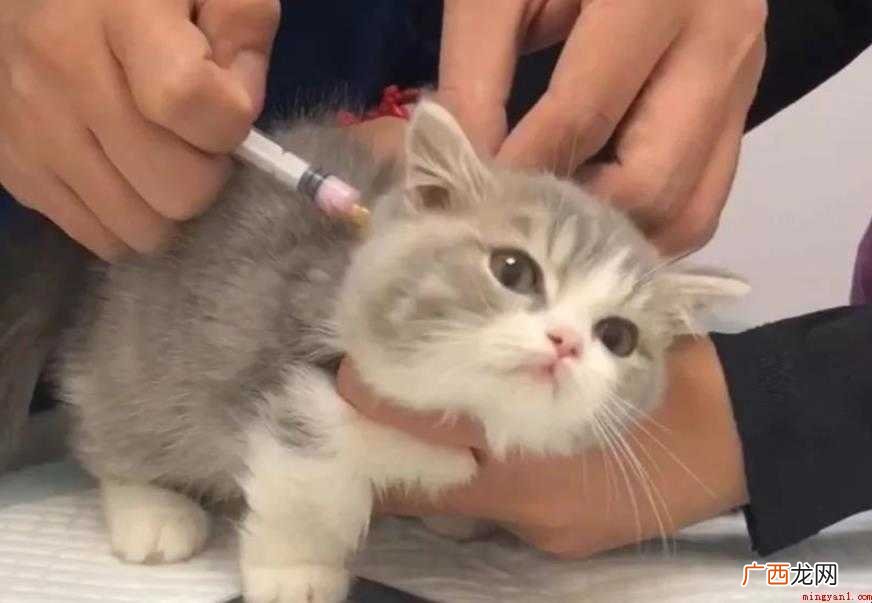 猫打完疫苗能洗澡吗