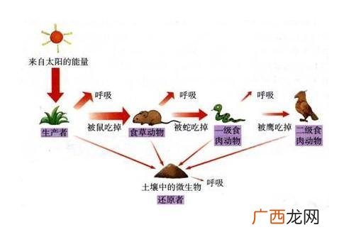 关于能量传递效率,能量传递的方式是什么?
