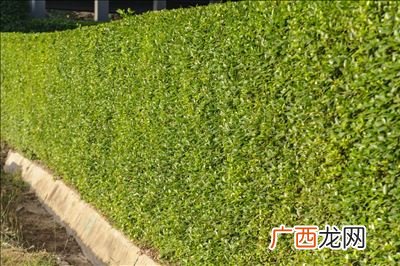 篱可以组什么词,篱笆的篱的组词是什么？