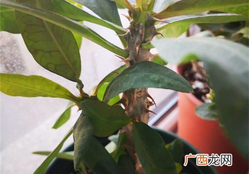铁海棠放在室内有毒吗,铁海棠放在室内有毒吗？