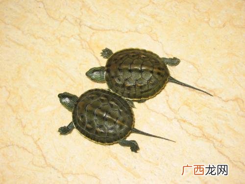 珍珠龟冬天怎么养,可以冷水过冬的蛋龟有哪些？