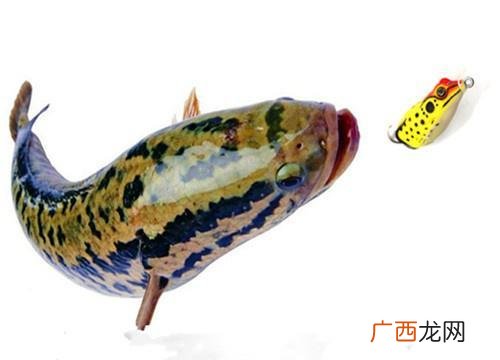 如何钓黑鱼解答,打黑鱼技巧？
