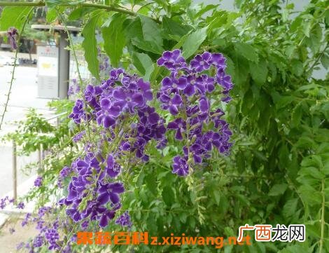金露花的养殖方法,金露丝种植方法？