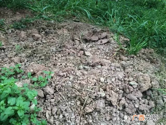 红壤土适合种什么,红黄土壤的特点？