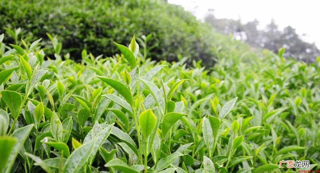 高山茶的副作用与禁忌是什么