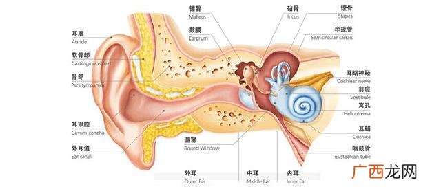 人耳的基本构造是怎样的,人耳的结构和功能有哪些新的认识四年级科学？