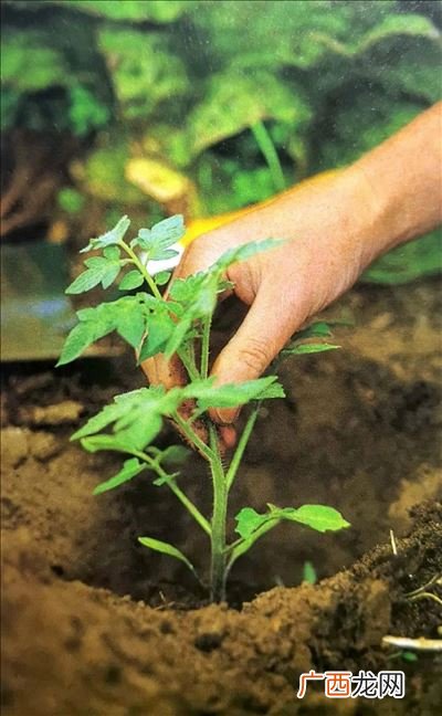 小番茄的生长过程,盆栽小番茄种子种植方法全过程？