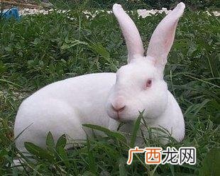 肉兔子养殖技术方法,庭院养兔子的方法？