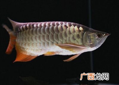 金龙鱼过背和高背有什么区别,金龙鱼与蓝底过背金龙鱼有什么区别？