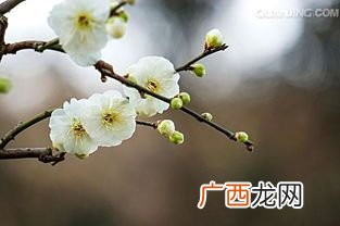 白梅花又叫什么名,白梅花是开的好还是骨朵好？
