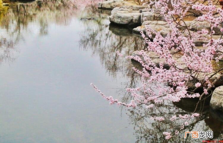 《桃花溪》的原文是什么