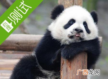 熊猫快收是什么快递,熊猫快递怎么查快递？