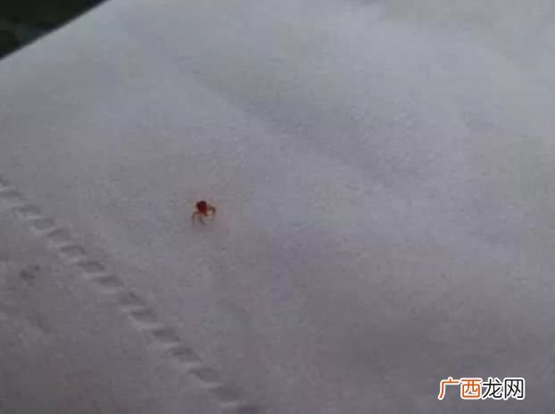 如何清除螨虫,怎么除螨虫最有效方法？